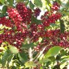 A branch with cherries coffee beans